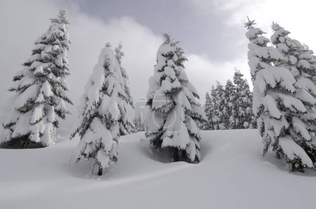 Foto de Hermoso paisaje de invierno con árboles cubiertos de nieve - Imagen libre de derechos