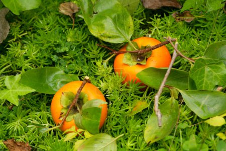 Foto de Primer plano de frutas frescas de caqui con hojas verdes - Imagen libre de derechos