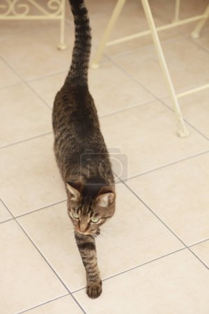 Photo for Cat on the floor - Royalty Free Image