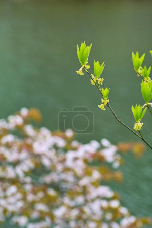 Foto de Hojas verdes en el árbol en el río en el bosque - Imagen libre de derechos