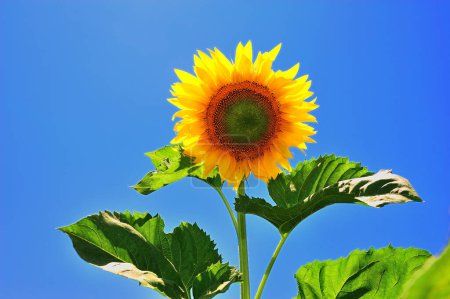 Photo for Yellow sunflowers in field - Royalty Free Image