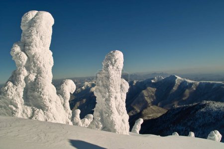 Téléchargez les photos : Arbres couverts de neige blanche - en image libre de droit