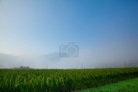 Téléchargez les photos : Beau paysage de campagne avec champ vert et montagnes pittoresques le matin - en image libre de droit
