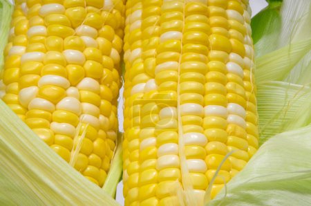 Téléchargez les photos : Gros plan du maïs, mise au point sélective - en image libre de droit