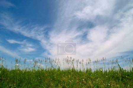 Téléchargez les photos : Herbe verte et fond bleu ciel - en image libre de droit