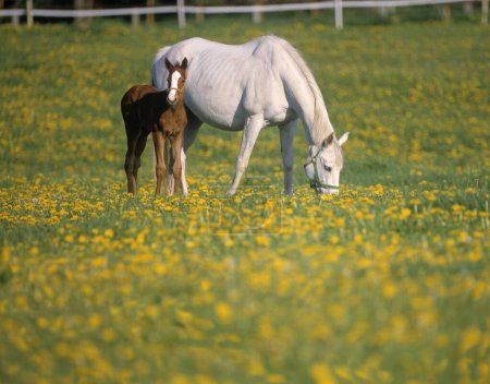 Foto de Hermosos caballos pastando en el campo verde en la granja - Imagen libre de derechos