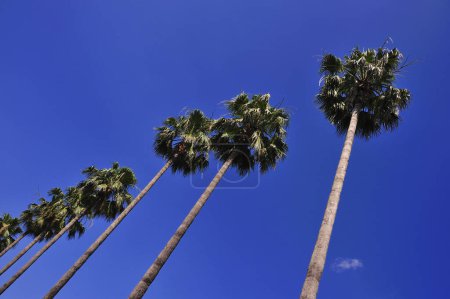 Téléchargez les photos : Vue en angle bas des grands palmiers contre le ciel bleu - en image libre de droit