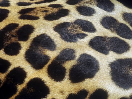 Foto de Textura de fondo de la piel de leopardo, de cerca - Imagen libre de derechos