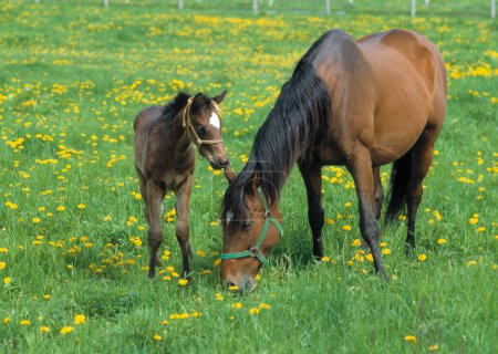 Téléchargez les photos : Beaux chevaux pâturant sur un champ vert à la ferme - en image libre de droit