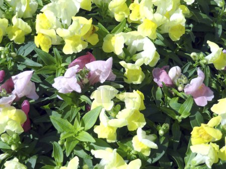 Foto de Plantas coloridas y flores en el jardín durante el día - Imagen libre de derechos
