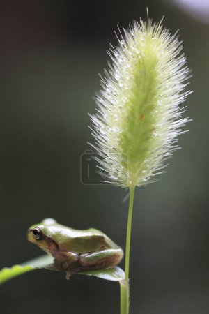 Photo for Small frog sitting on flower, close up of little amphibian at wild nature - Royalty Free Image