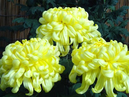 Téléchargez les photos : Vue rapprochée de belles fleurs de chrysanthème fleurissant dans le jardin - en image libre de droit