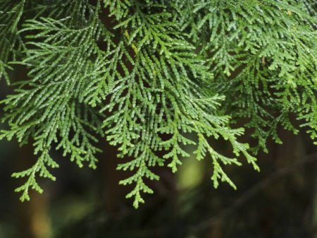 Photo for Beautiful green fir branches. close up - Royalty Free Image