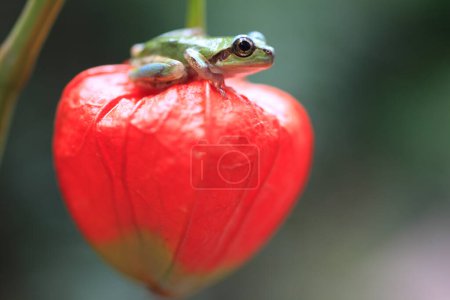 Téléchargez les photos : Petite grenouille assise sur la fleur, gros plan de petit amphibien à la nature sauvage - en image libre de droit