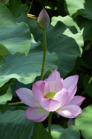 Photo for Lotus flower in the garden - Royalty Free Image