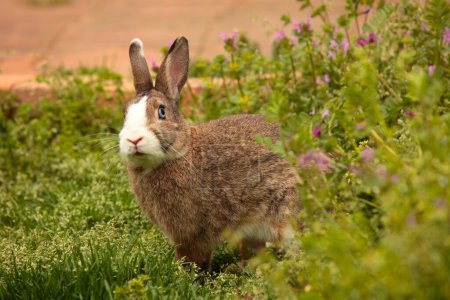 Foto de Un primer plano de un lindo conejo peludo en el jardín - Imagen libre de derechos