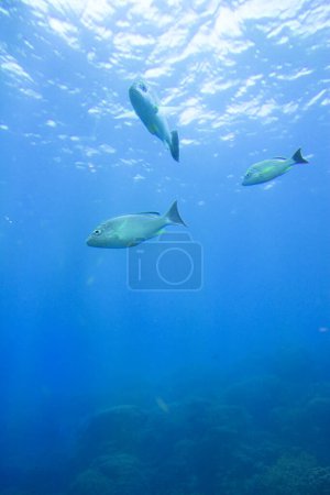 Foto de Peces bajo el agua en el océano - Imagen libre de derechos