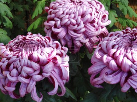 Photo for Close-up view of beautiful chrysanthemum flowers blooming in the garden - Royalty Free Image