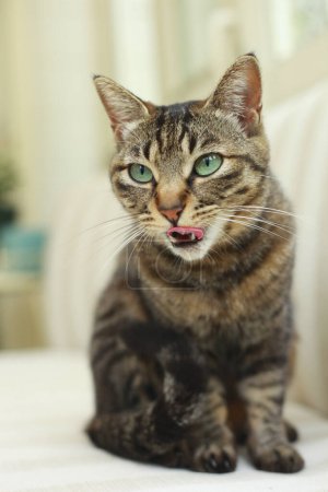 Foto de Lindo gato con ojos verdes - Imagen libre de derechos