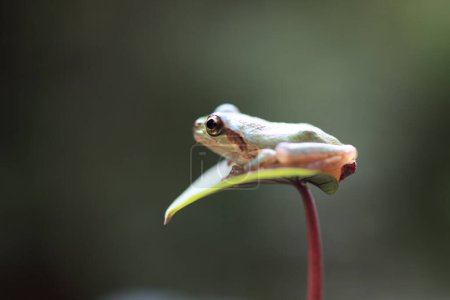 Foto de Pequeña rana sentada en la flor, primer plano de pequeño anfibio en la naturaleza salvaje - Imagen libre de derechos