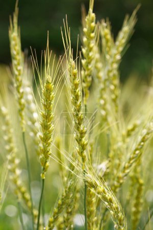 Photo for Green wheat with blurry background, closeup - Royalty Free Image