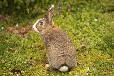 Photo for Rabbit sitting in the grass, in the park - Royalty Free Image