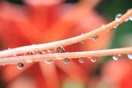Foto de Gotas de agua en la flor hermosa, primer plano - Imagen libre de derechos