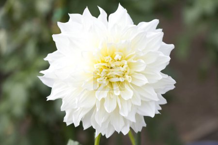 Foto de Hermosa flor de dalia en el jardín - Imagen libre de derechos