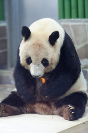 Foto de Bonito oso panda en el zoológico - Imagen libre de derechos