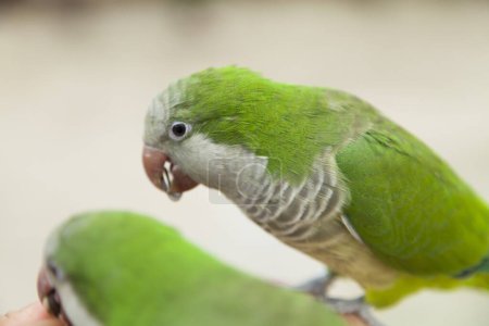Foto de Loros verdes pájaros de fondo, de cerca - Imagen libre de derechos