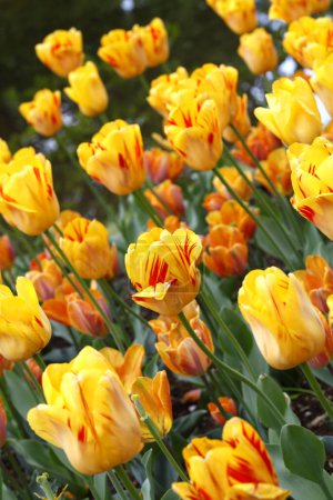 Foto de Flores de tulipán amarillo en el jardín - Imagen libre de derechos