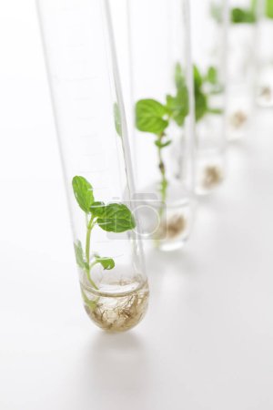 plántulas en crecimiento de plantas en tubos de vidrio, cristalería de laboratorio para reservorio de biotecnología 