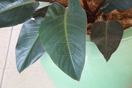 Téléchargez les photos : Feuilles colorées de plantes en pot, vue rapprochée - en image libre de droit