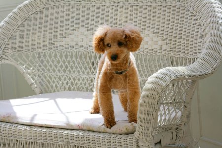 Photo for Close up of ginger poodle dog - Royalty Free Image