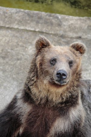 Téléchargez les photos : Ours mignons dans le zoo - en image libre de droit