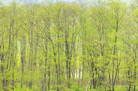 Téléchargez les photos : Arbres verts de printemps dans la forêt - en image libre de droit