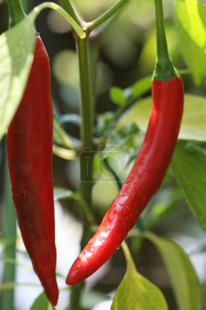 Foto de Vista de cerca de los chiles rojos picantes en la planta en el jardín - Imagen libre de derechos