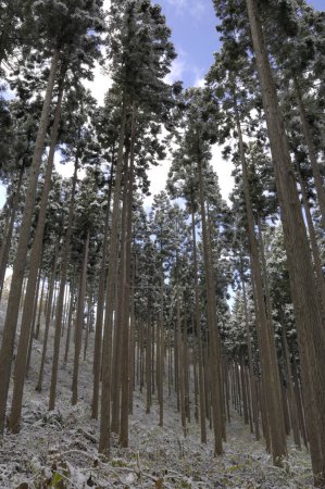 Téléchargez les photos : Paysage hivernal avec belle neige - arbres couverts - en image libre de droit