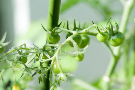 Téléchargez les photos : Plante de tomate verte dans le jardin - en image libre de droit