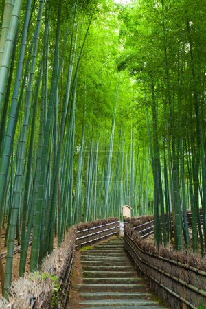 Téléchargez les photos : Forêt de bambous dans la forêt - en image libre de droit