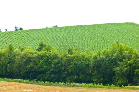 Photo for Beautiful green field in countryside. agricultural industry - Royalty Free Image