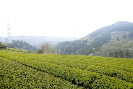 Foto de Filas de plantas verdes en la plantación de té en Asia - Imagen libre de derechos