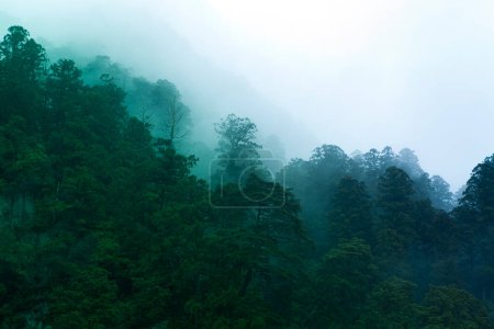 Téléchargez les photos : Beau paysage brumeux avec forêt sempervirente en montagne - en image libre de droit