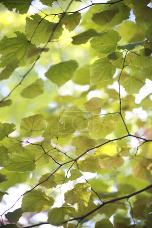 Foto de Árboles otoñales con hojas coloridas a la luz del sol - Imagen libre de derechos