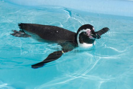 Foto de Pingüino en la piscina - Imagen libre de derechos