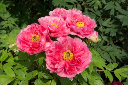 large pink flowers of the tree peony (Paeonia suffruticosa) with leaves in the garden