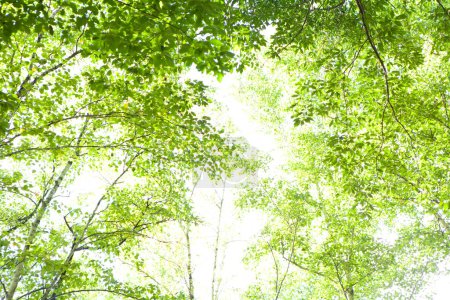 Foto de Árboles verdes en el bosque - Imagen libre de derechos