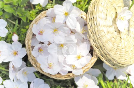 Téléchargez les photos : Bol en osier avec de belles fleurs de sakura - en image libre de droit
