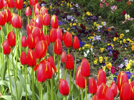 Foto de Vista de cerca de hermosos tulipanes rojos floreciendo en el jardín - Imagen libre de derechos