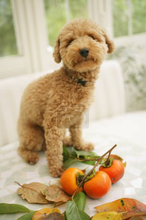 Photo for Closeup of cute dog sitting on table with persimmons - Royalty Free Image